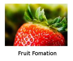 Fruit Formation