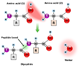 Aminoacids Formulations